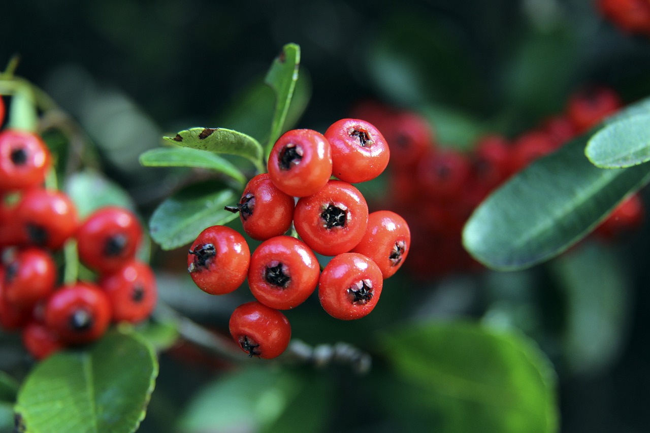 多拉多的传 多拉多的传